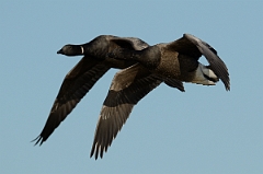 David Plant Photography - Wildlife Photography - Brent goose - P